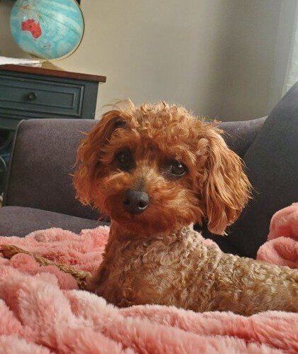 Stud: AKC Toy Poodle. Red 9/10 intensity, Embarked