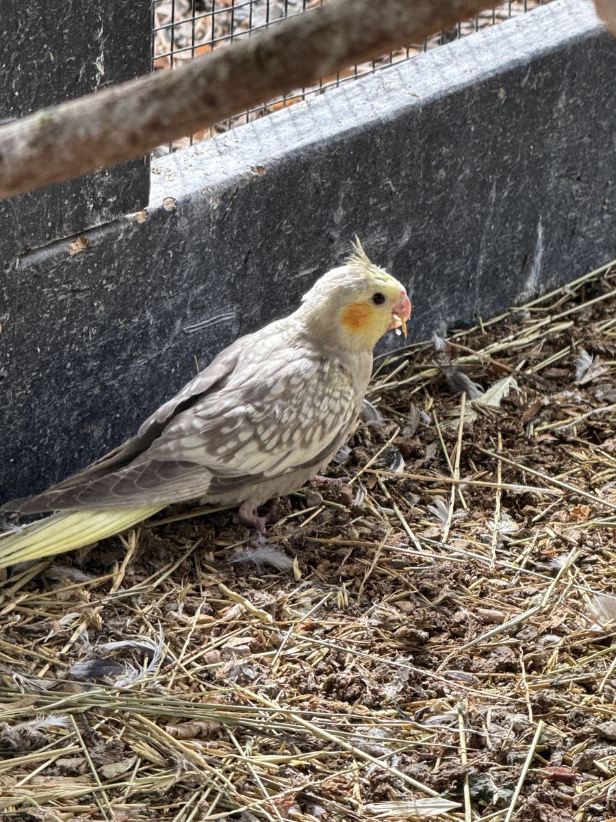 Cockatiel