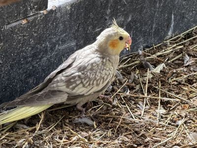 Cockatiel