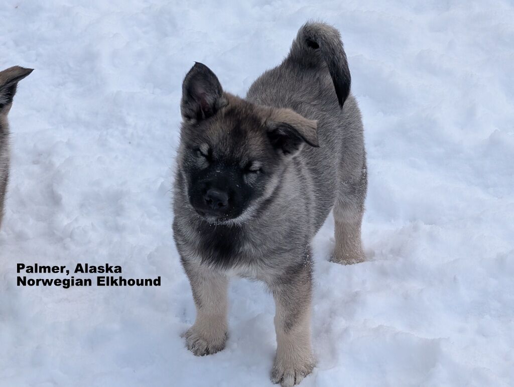 AKC Norwegian Elkhound Puppies