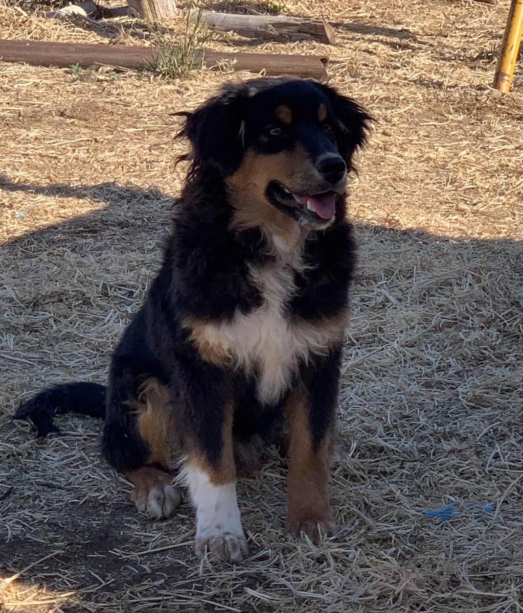 Aussie 6 months