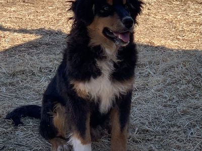 Aussie 6 months