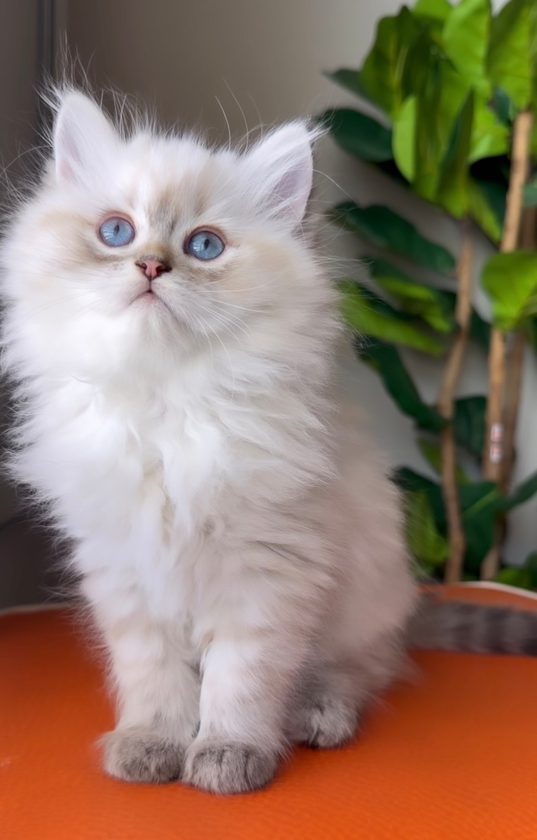Dollface Persian and Ragamuffin Kittens