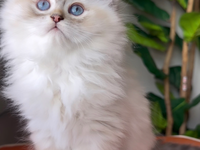 Dollface Persian and Ragamuffin Kittens