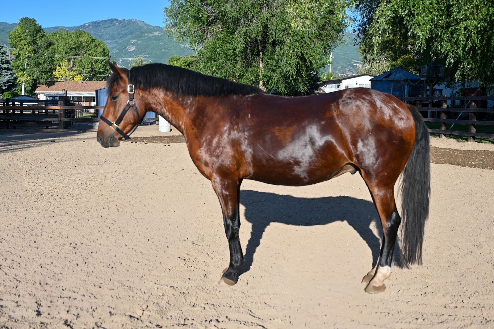 4 Year Old Gelding