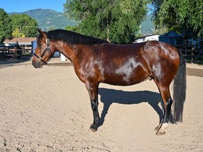 4 Year Old Gelding
