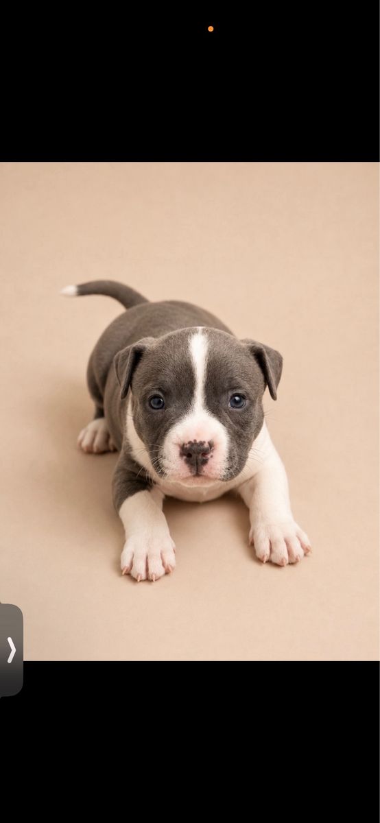 American Bully Puppy - Blue and White Coat