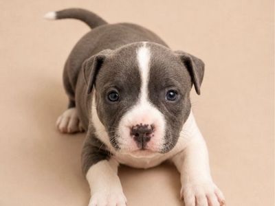 American Bully Puppy - Blue and White Coat