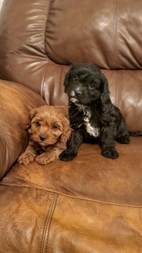 cavapoo puppy, king Charles cavalier, toy poodle