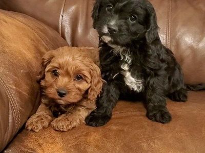 cavapoo puppy, king Charles cavalier, toy poodle