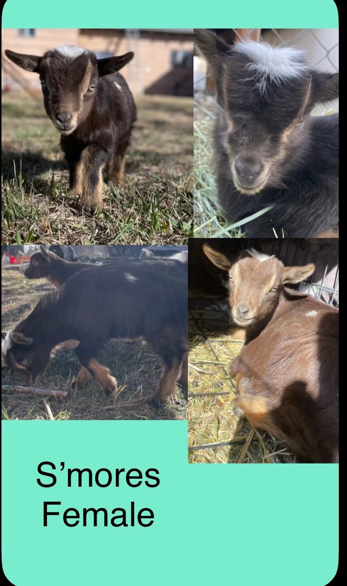 Nigerian Dwarf Doelings