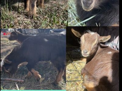 Nigerian Dwarf Doelings