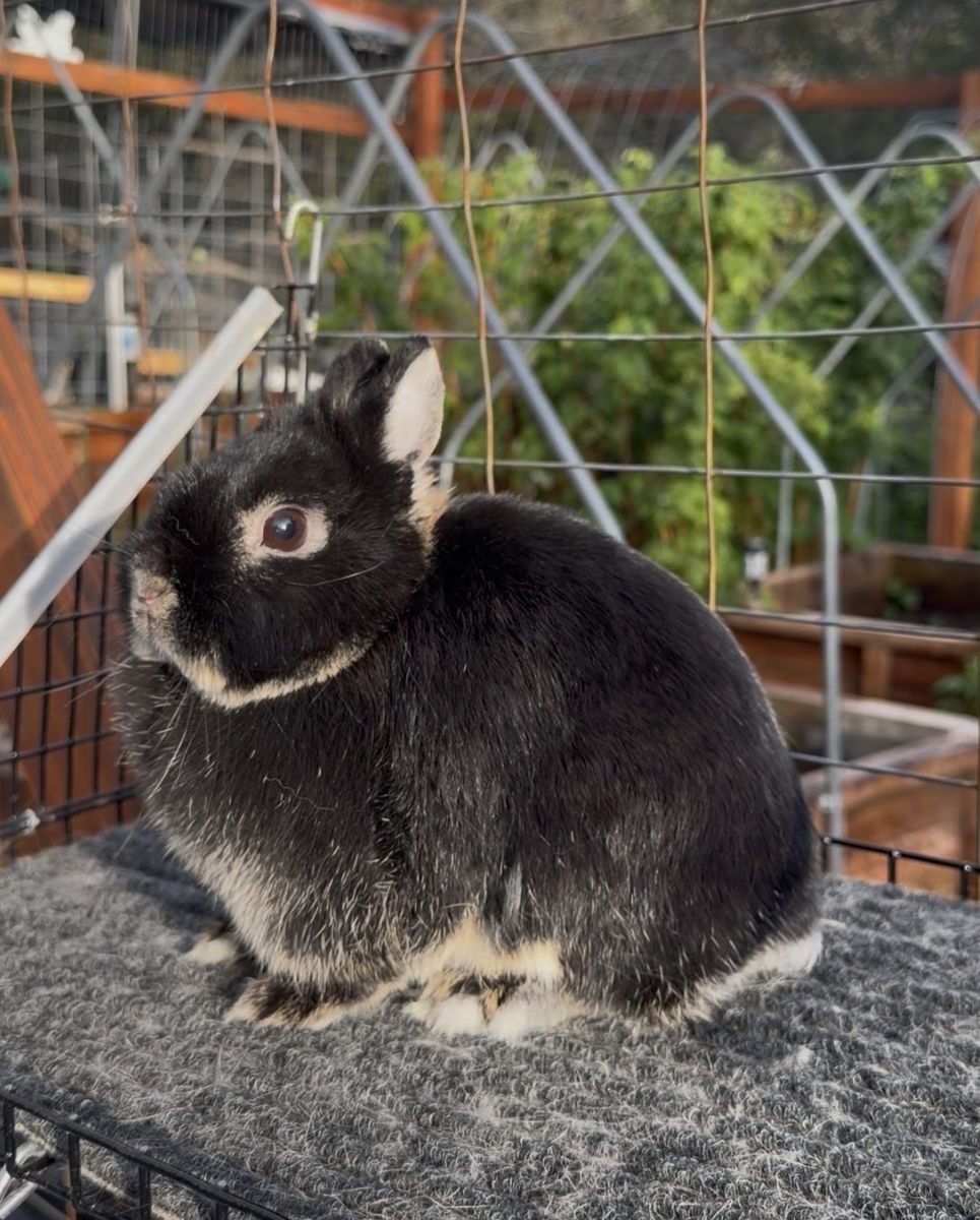 Netherland Dwarf Doe