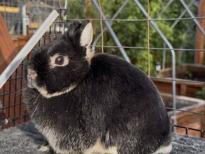 Netherland Dwarf Doe