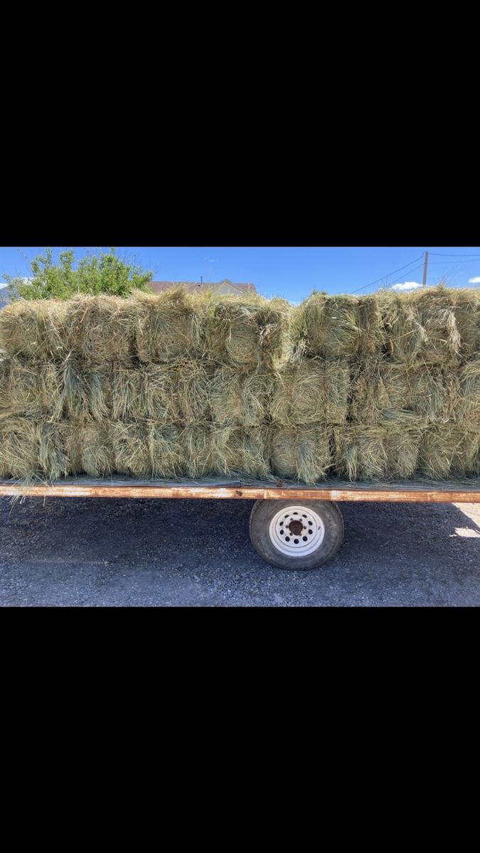 Premium grass hay