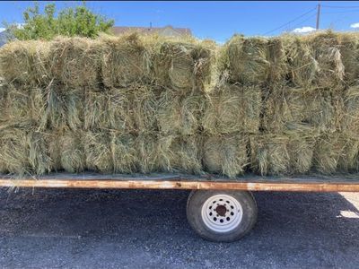Premium grass hay