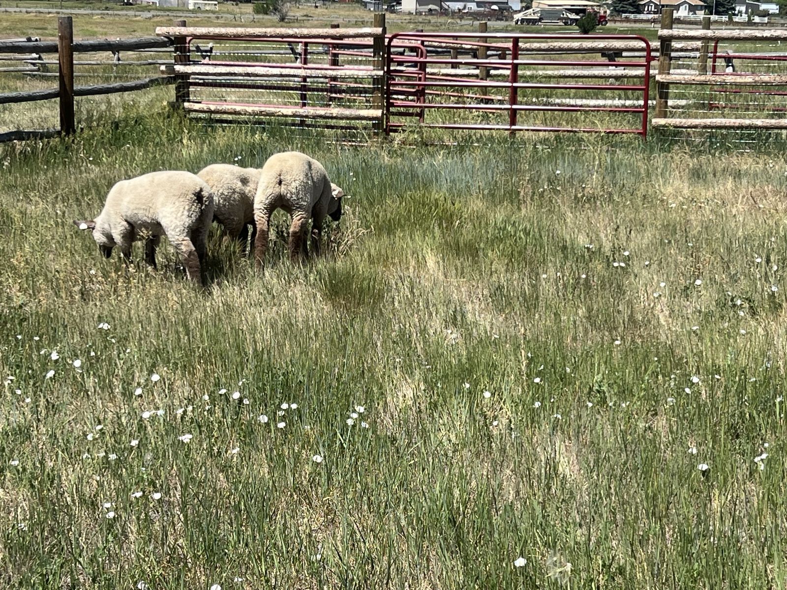 Pasture Land For 6 Month Lease