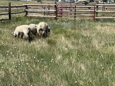 Pasture Land For 6 Month Lease