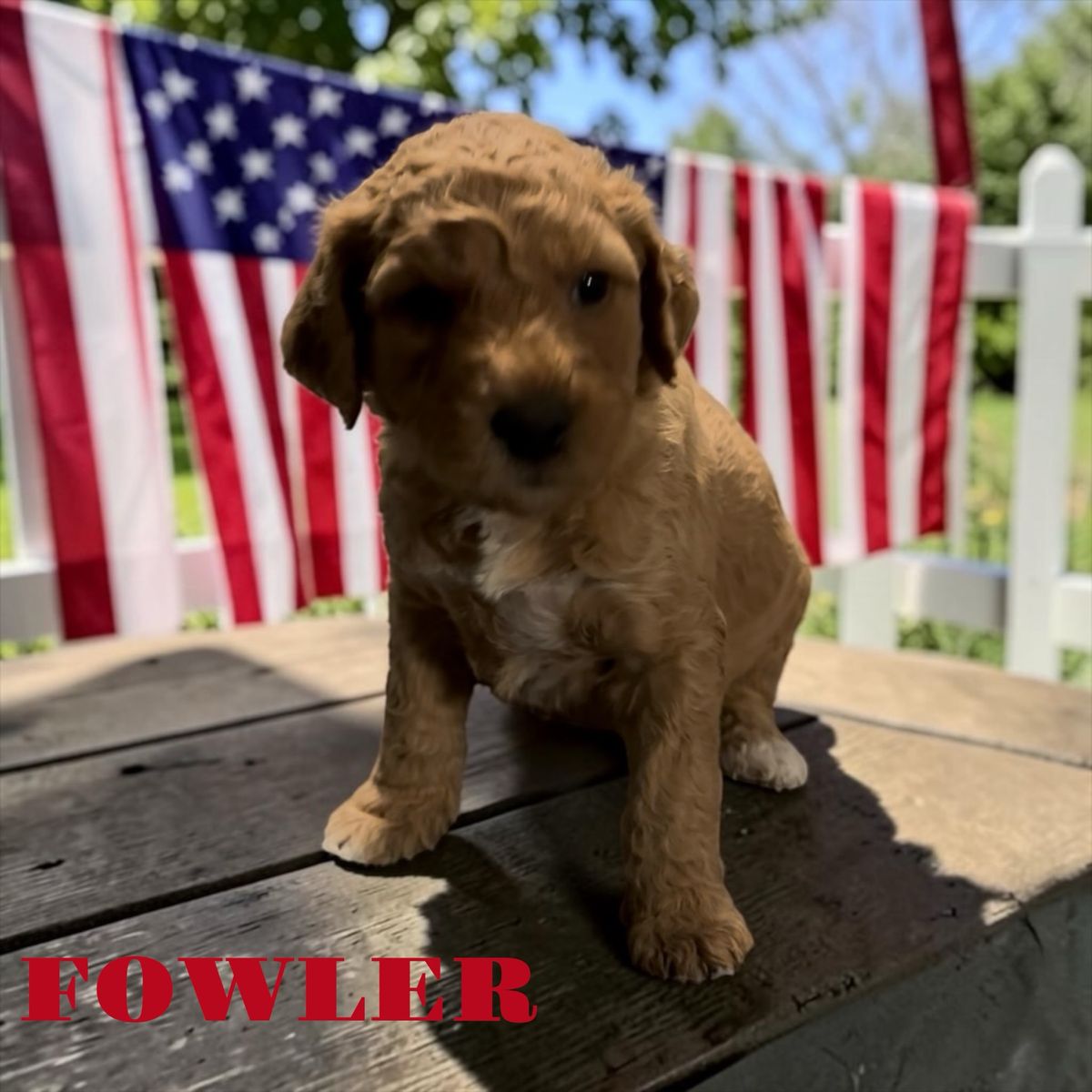 GORGEOUS F2B Mini GoldenDoodle Puppies!