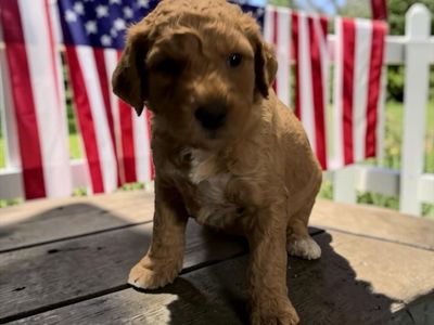 GORGEOUS F2B Mini GoldenDoodle Puppies!