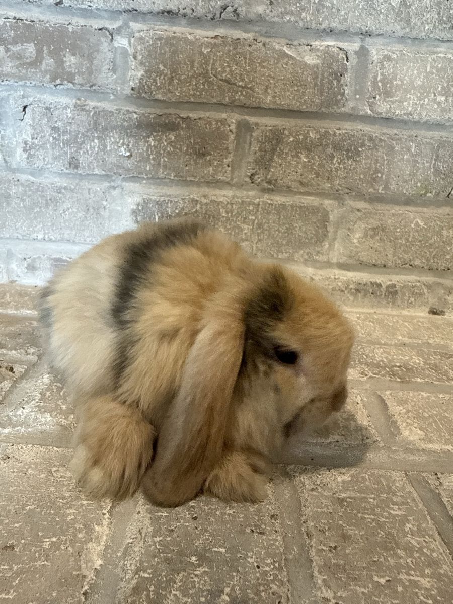 Adorable Holland Lop Rabbit - Ready for a New Home