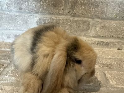 Adorable Holland Lop Rabbit - Ready for a New Home
