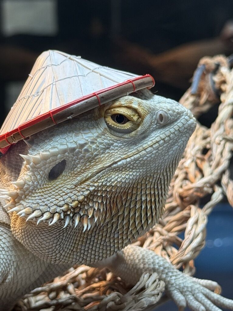 Bearded Dragon Zero Het Witblit