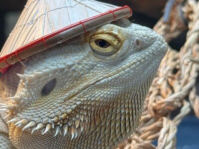 Bearded Dragon Zero Het Witblit