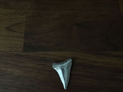 12g Silver Shark Tooth Custom Pour