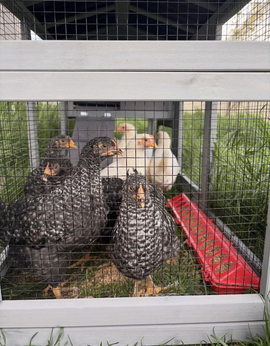 6 chickens