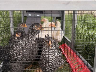 6 chickens