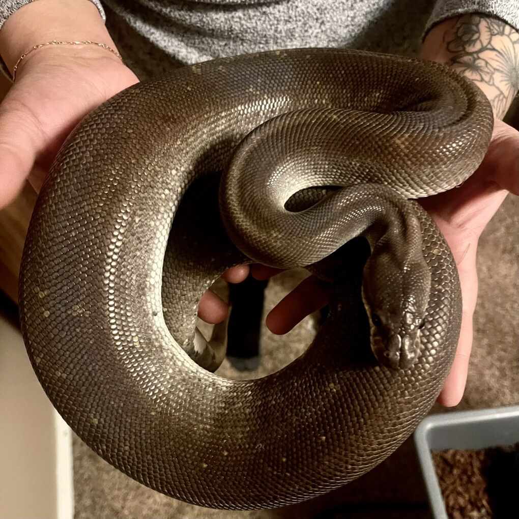 Male Ball Python β 8 Ball (2018) β $200