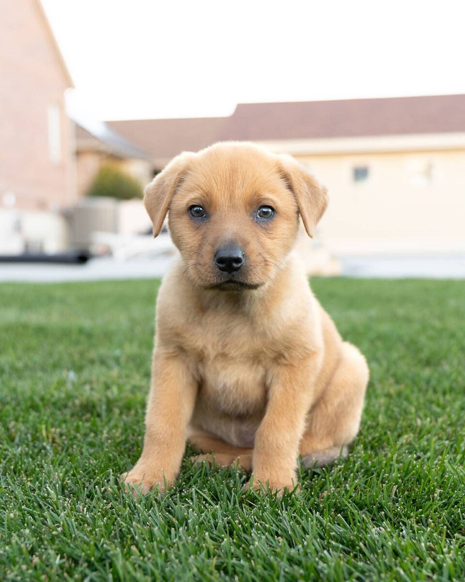 Alaskan Malamute/Chow Chow Mix Puppy