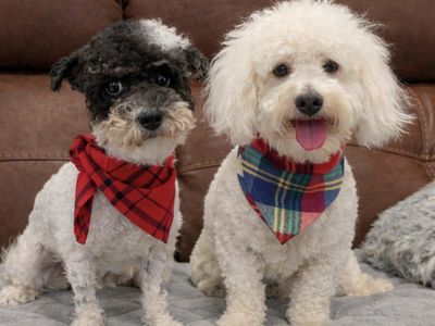 Sweet 1 Yr Old, Neutered, Toy Labradoodle Brothers