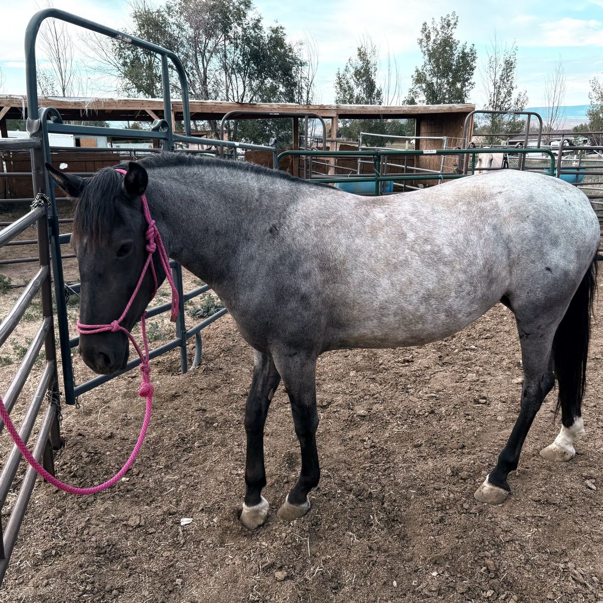 Blue Roan