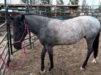Blue Roan