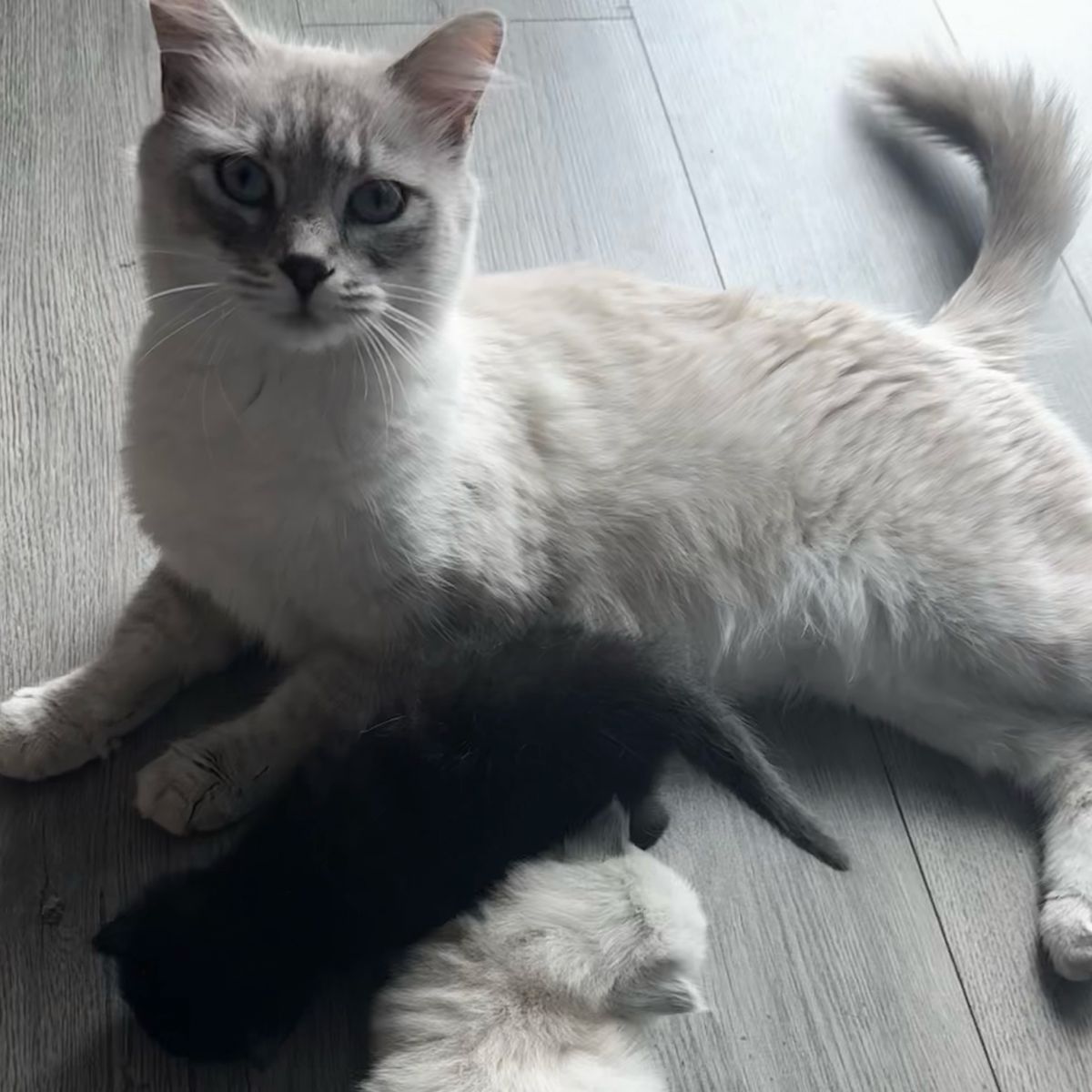 PENDING Mom Cat And 2 Kittens