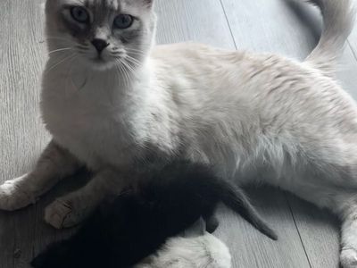 PENDING Mom Cat And 2 Kittens