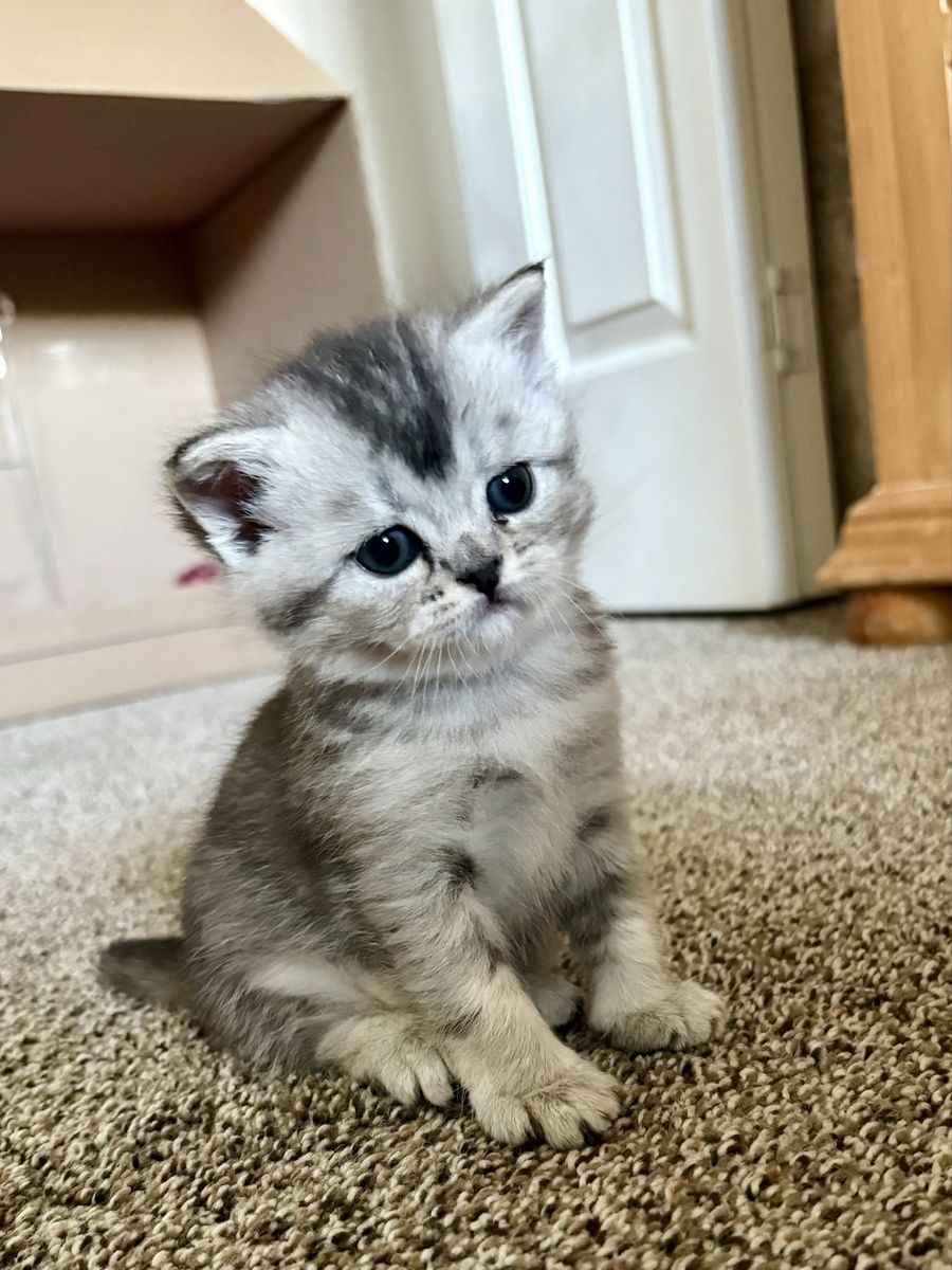 Beautiful Scottish Straight / Persian Mix Kittens