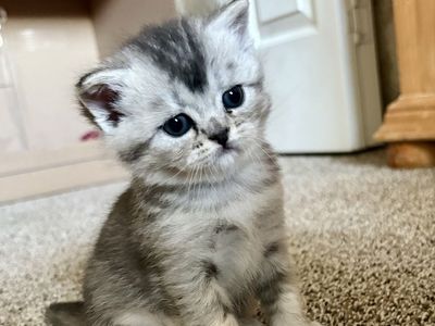 Beautiful Scottish Straight / Persian Mix Kittens