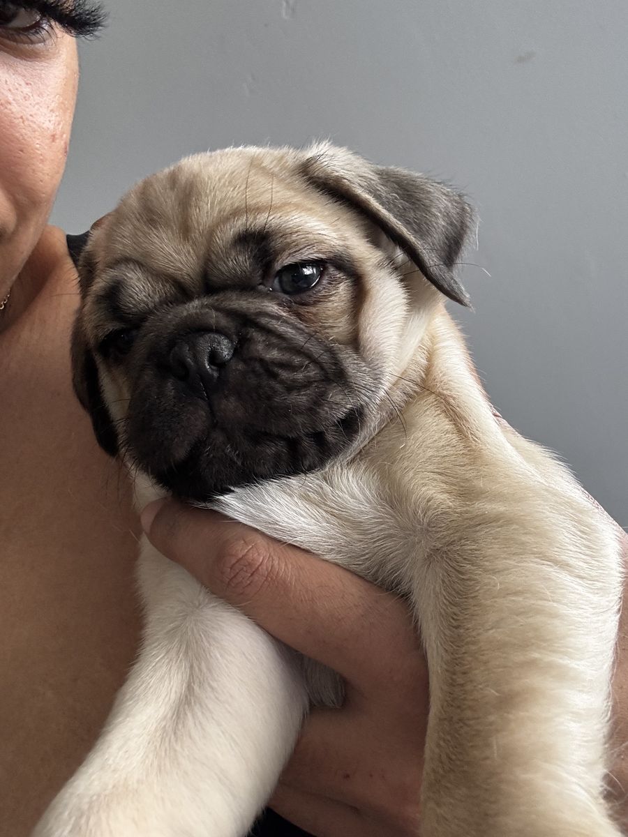 Pug Puppy For Sale -Big Boy porkchop