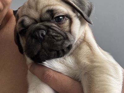 Pug Puppy For Sale -Big Boy porkchop