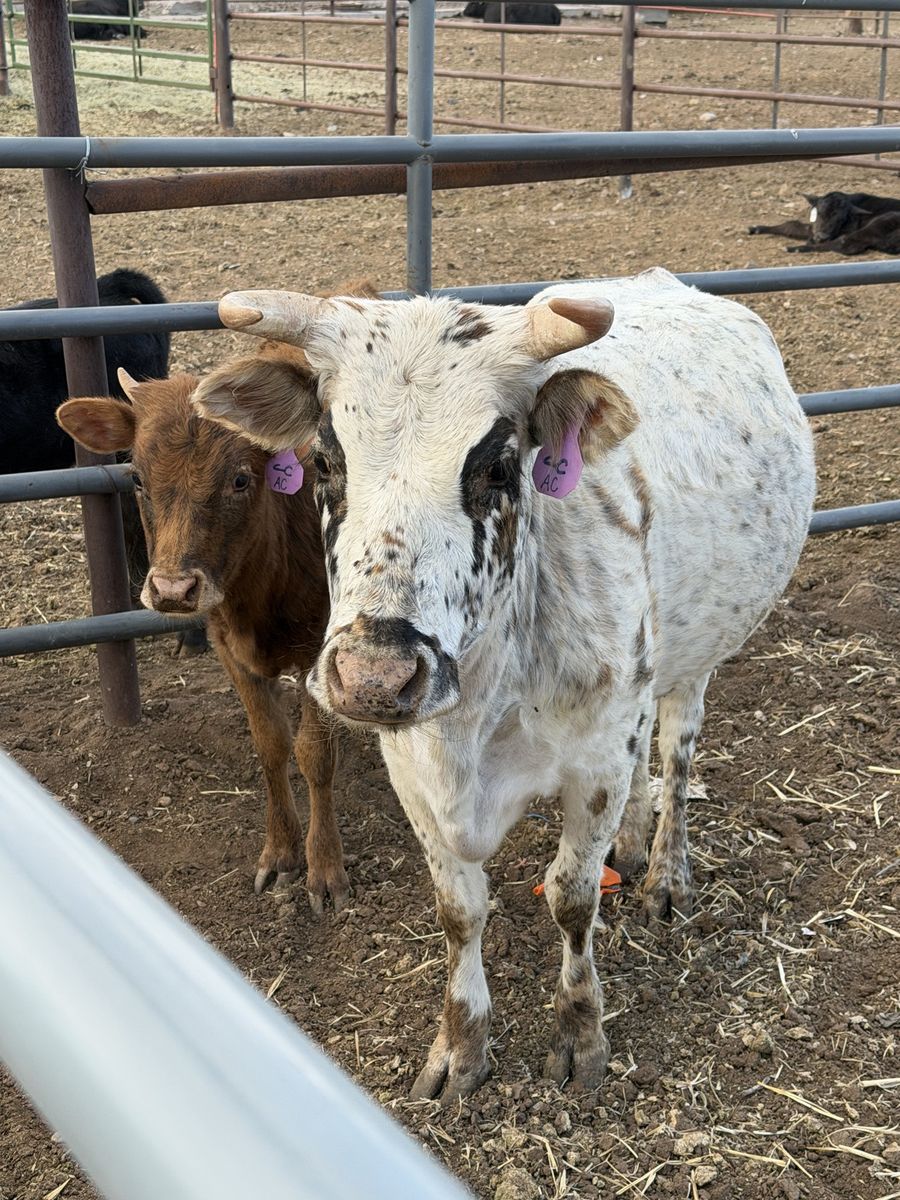 Mini cow and heifer