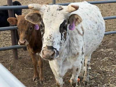 Mini cow and heifer