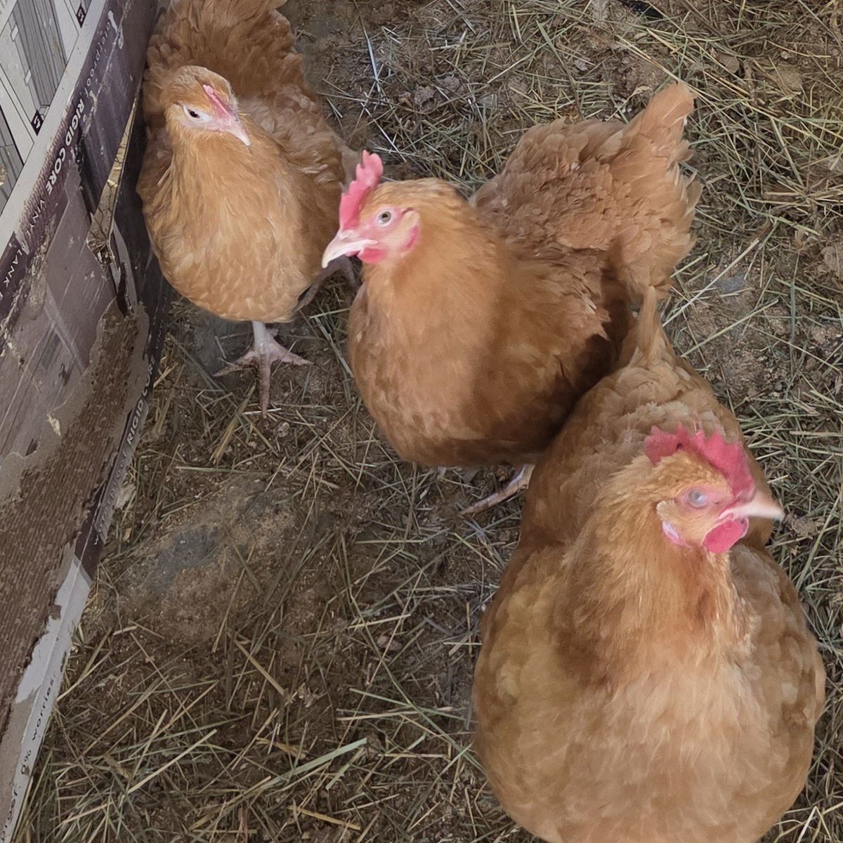 Buff orphintons.   10 months