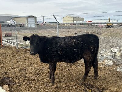 2024 Angus Heifer Bred to a Wagyu Bull