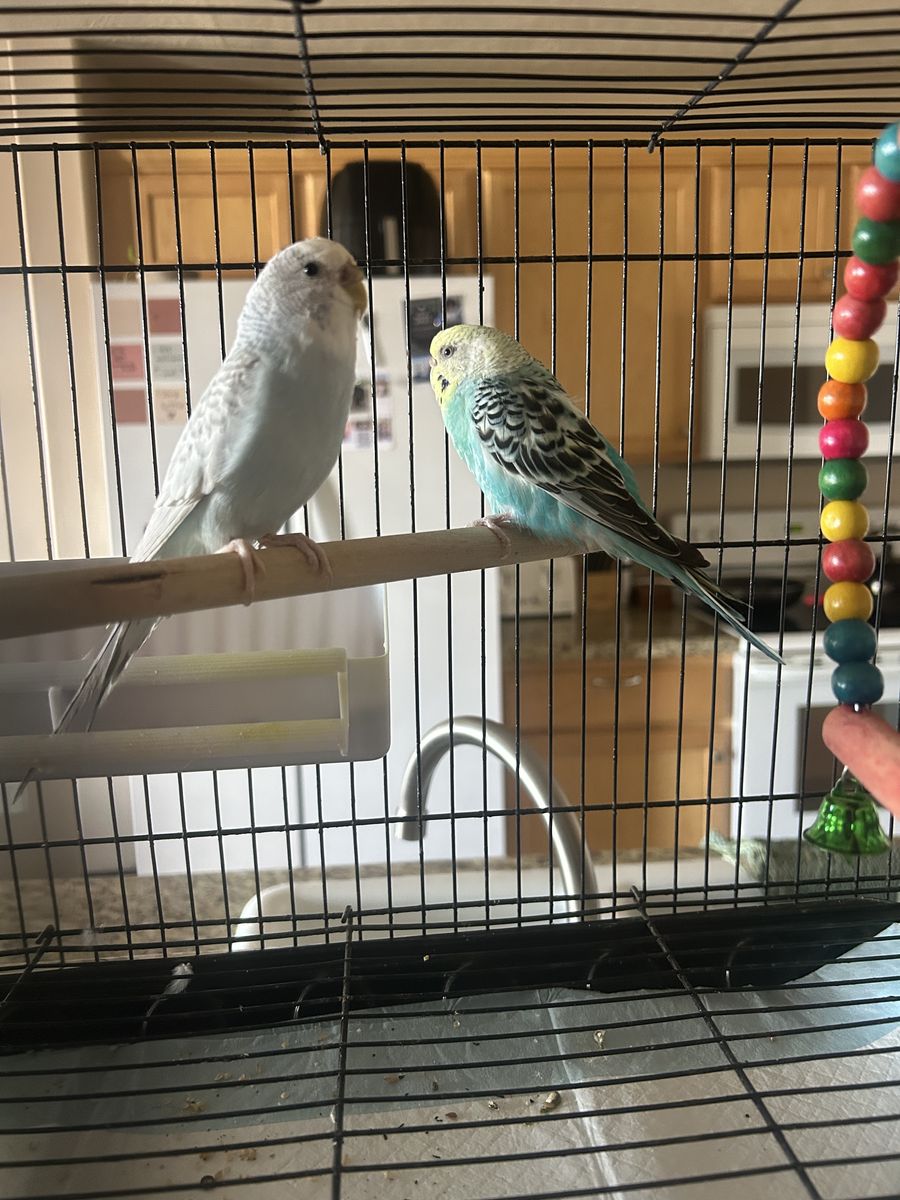 2 Parakeets with cage