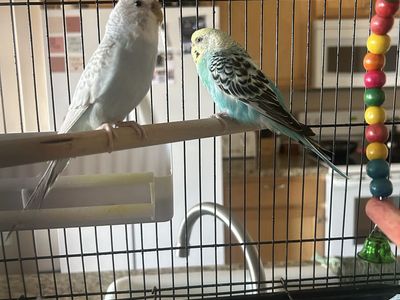 2 Parakeets with cage