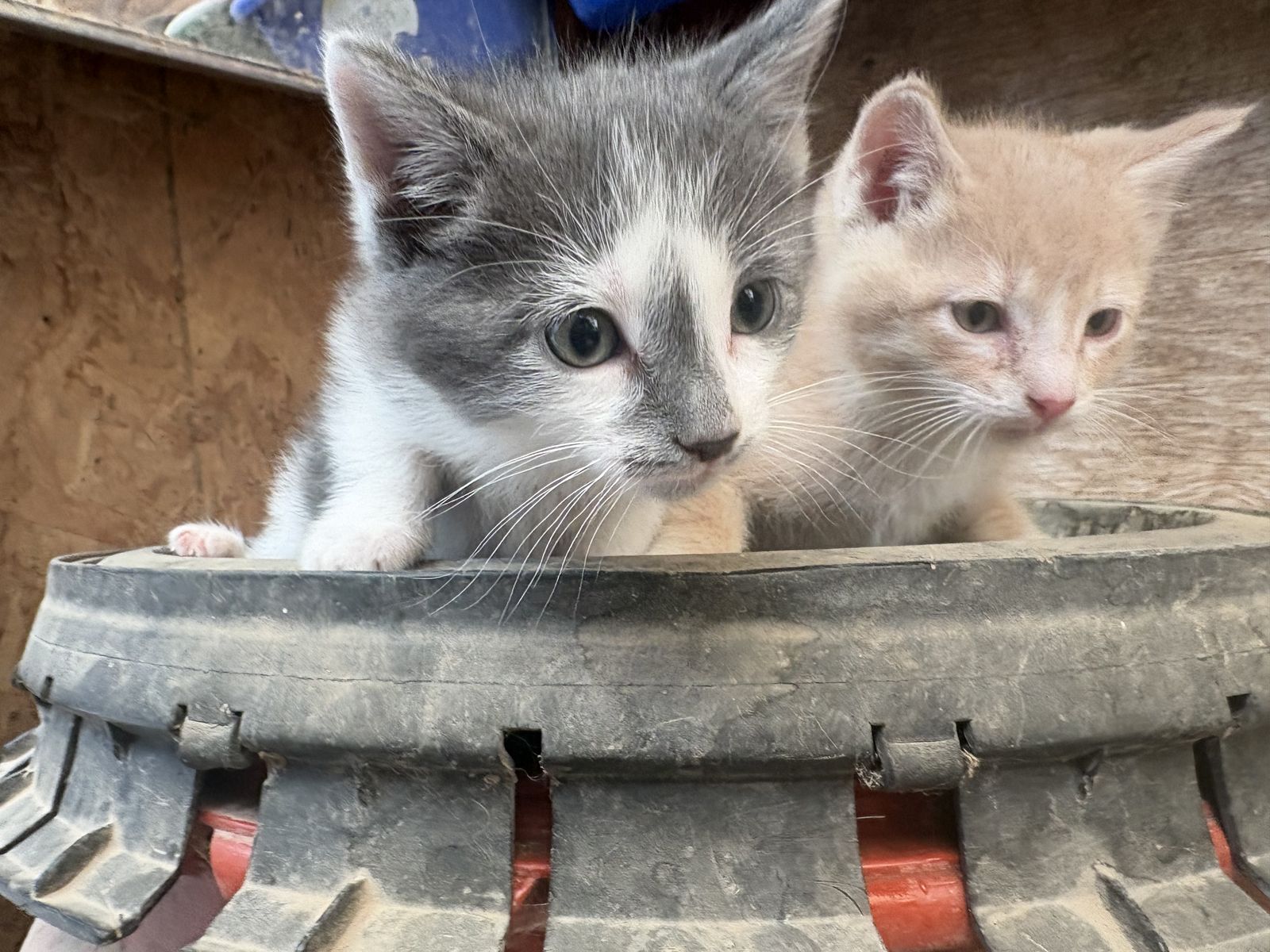 Two free mousers