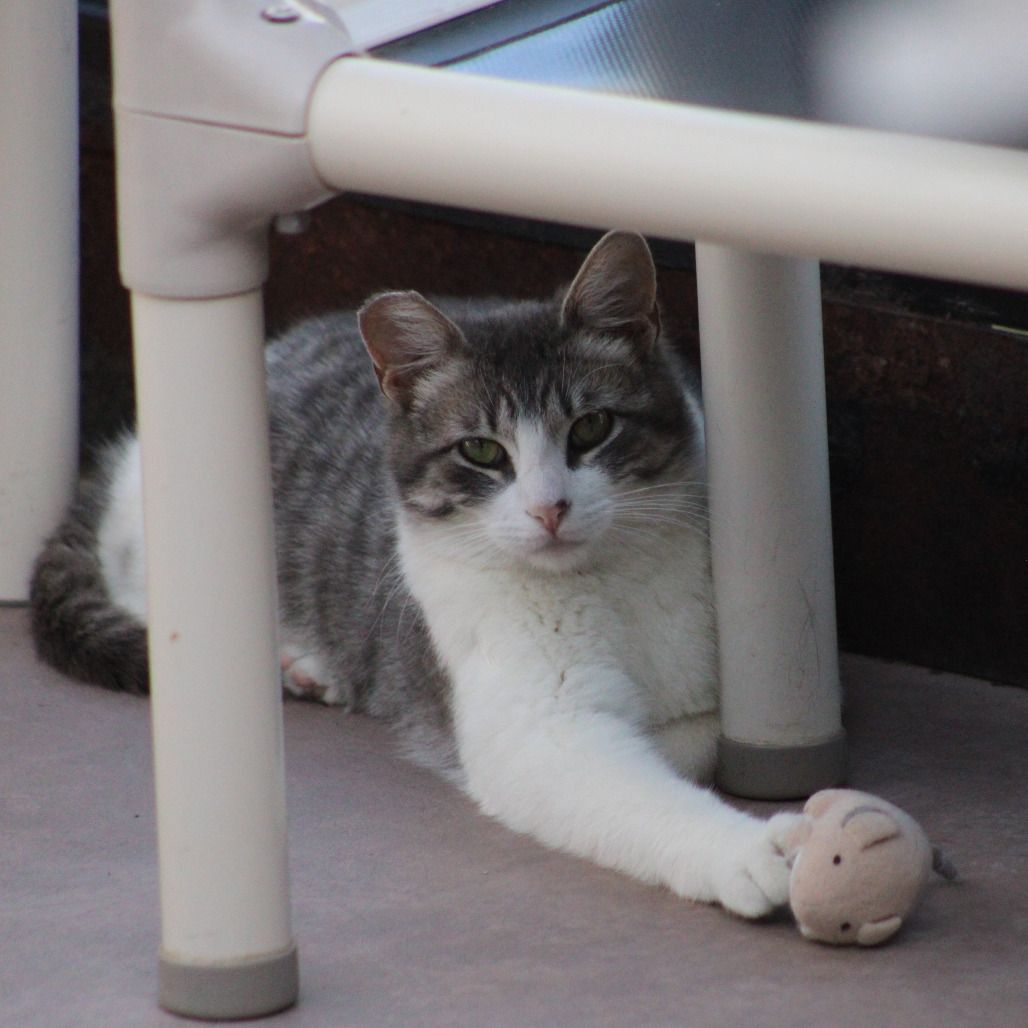 Hello my name is Mendoza